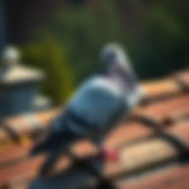 Environmental impact considerations for pigeon management