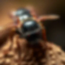 Essential Oil Insecticide: A Comprehensive Examination Introduction