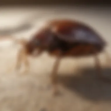 Comparative Analysis of Bed Bug Treatment Methods Comparison of foggers and other treatment methods