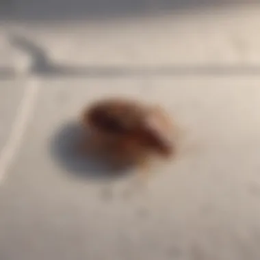 Illustration of bed bugs on a mattress