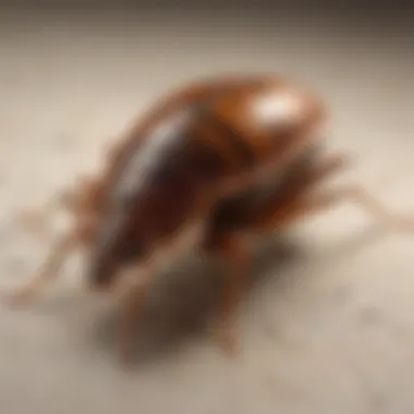 Chemical treatment application for bed bug control