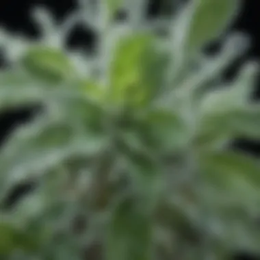 Chemical Insights: Menthol Structure A close-up view of the chemical structure of menthol, a key component of peppermint oil.