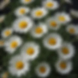 Chrysanthemum flowers showcasing the source of evergreen pyrethrum