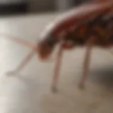 Close-up of a cockroach on a kitchen countertop