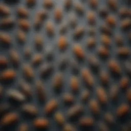 Detailed view of a variety of pests found in Baltimore homes