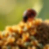 Exploring Beauveria bassiana as an Effective Solution for Bed Bug Control Introduction