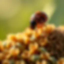 Exploring Beauveria bassiana as an Effective Solution for Bed Bug Control Introduction