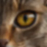 Close-up of a cat's eye reflecting its surroundings