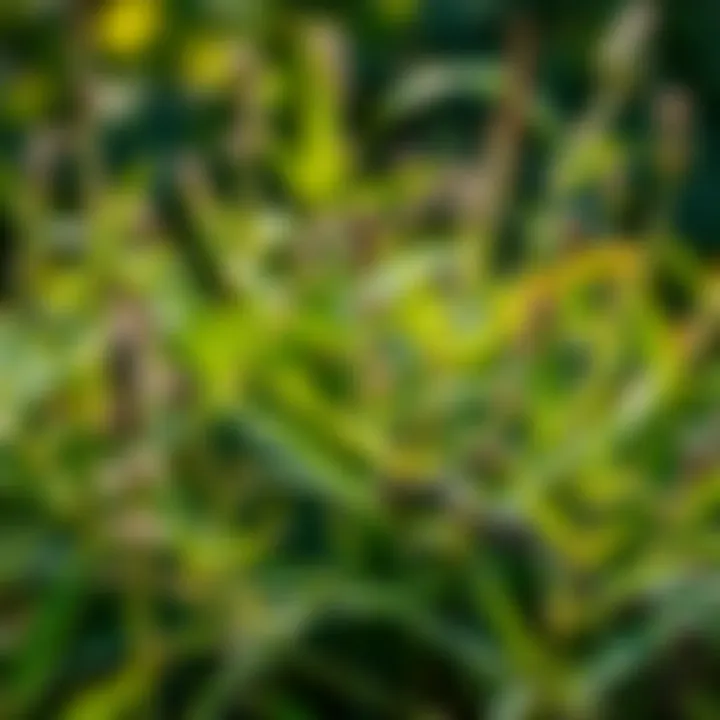 Herbs That Repel Snakes Close-up of common snake deterrent herbs in a landscape