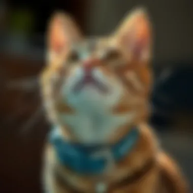 Close-up of a cat wearing a flea collar, showcasing comfort and fit