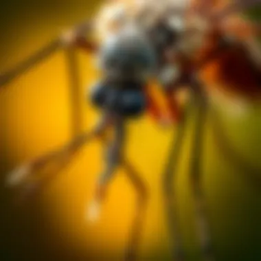 Notable Exploring the Efficacy of Mosquito Management: A Safe Approach Notable Exploring the Efficacy of Mosquito Management: A Safe Approach