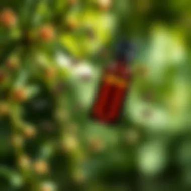 Antimicrobial Effects of Oil of Oregano A vibrant graphical representation illustrating the antimicrobial properties of oil of oregano.