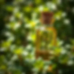Close-up view of oil of oregano in a glass bottle surrounded by fresh oregano leaves.