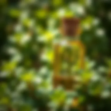 Oil of Oregano and Its Natural Origins Close-up view of oil of oregano in a glass bottle surrounded by fresh oregano leaves.