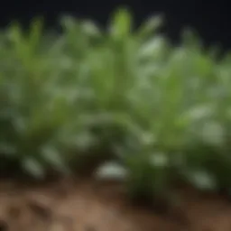 Aromatic herbs known to deter termites
