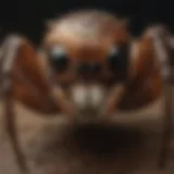 Close-up of a false widow spider showcasing its distinctive markings