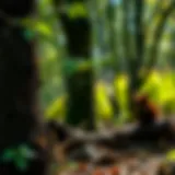 Florida Wood Destroying Organisms Inspection Report Introduction