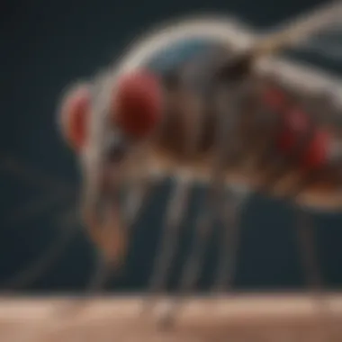 Mosquito Anatomy Illustration of a mosquito with clear labels for its anatomical features, emphasizing identification markers