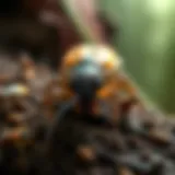 Diverse pest species commonly found in Haughton, LA, illustrated