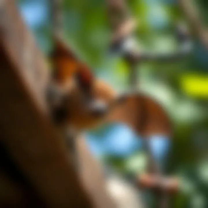 Notable Home Remedies for Keeping Bats Away: Effective Approaches Explored Notable Home Remedies for Keeping Bats Away: Effective Approaches Explored