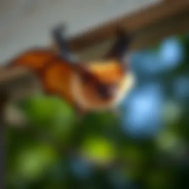 Home Remedies for Keeping Bats Away: Effective Approaches Explored Summary Home Remedies for Keeping Bats Away: Effective Approaches Explored Summary