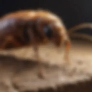 Proactive Pest Prevention Techniques Infographic on proactive pest prevention techniques