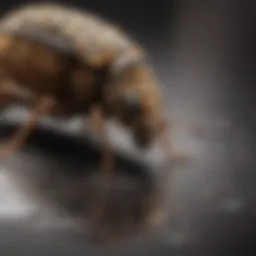 Innovative pest control technology in action