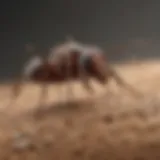 Close-up view of a common house ant for identification