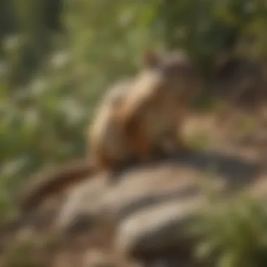 Homemade Natural Repellent for Chipmunks Close-up of a natural repellent mixture made from essential oils