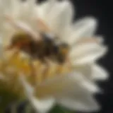 Close-up of a wasp on a flower