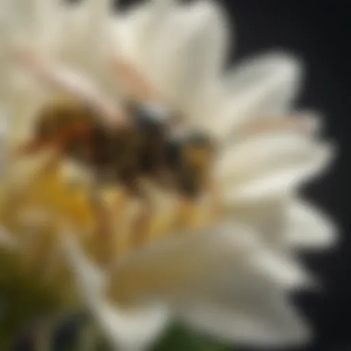 Close-up of a wasp on a flower