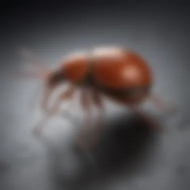 Treatment options for tick removal in the home