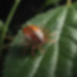 A close-up view of a tick on a leaf, highlighting its distinctive features.