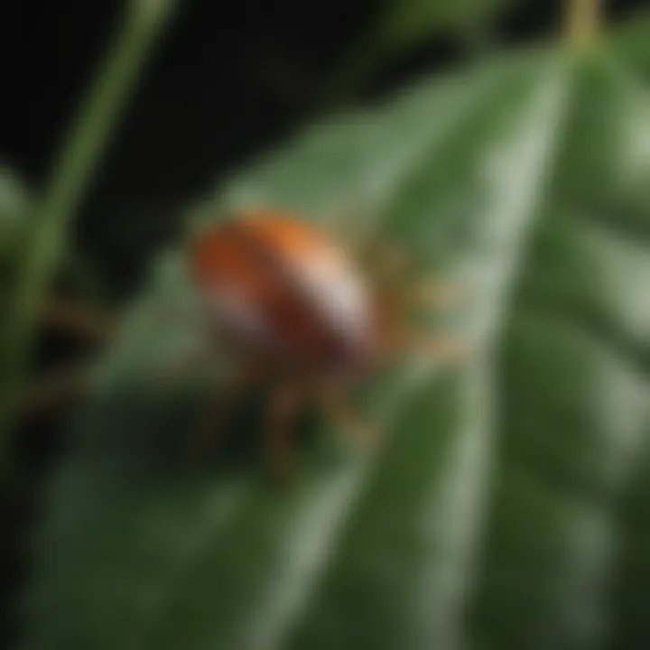 A close-up view of a tick on a leaf, highlighting its distinctive features.