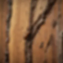 Close-up of termite damage on wood