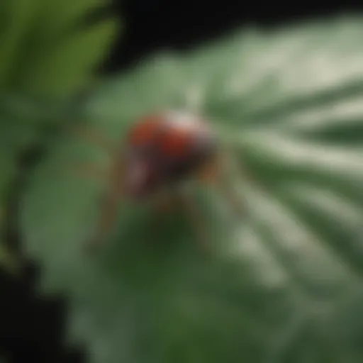 Close-up of a tick on a leaf