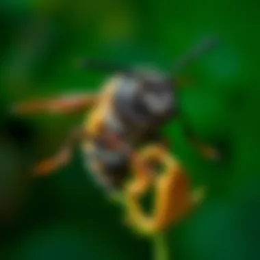 Carpenter Bees in Natural Habitat Behavioral observation of carpenter bees in a garden