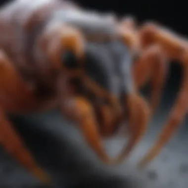 Exploring the Fluorescent Anatomy of Scorpions Close-up of scorpion anatomy highlighting fluorescent features