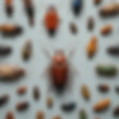 Understanding the Life Cycle of Insects Illustration of the life cycle of pests showcasing different instars