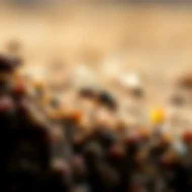 Best practices for bait application