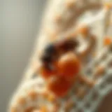 Effective bait formulation for pest control