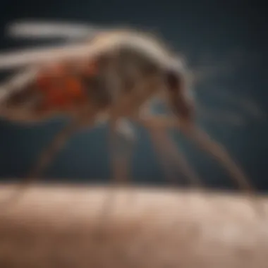 Understanding Mosquito Lifecycle for Better Control An infographic showing the lifecycle of a mosquito, emphasizing control strategies.