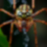 Close-up of a spider in its natural habitat