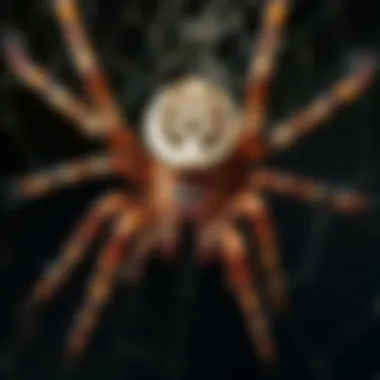 Eco-friendly spider control methods