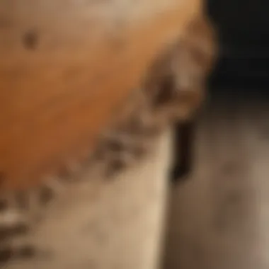 Understanding the Impact of Termite Infestation on Wood A close-up view of termite damage on wooden furniture