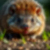 Molebusters: Navigating the Complex World of Mole Control Introduction