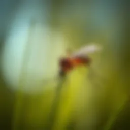 Mosquito Management on Staten Island: In-Depth Strategies and Insights Introduction