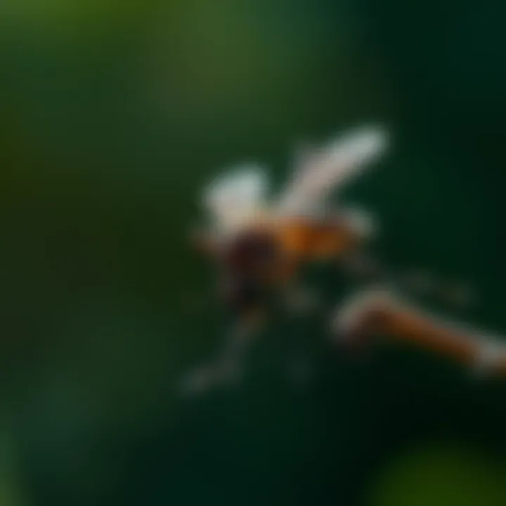 Notable Mosquito Management on Staten Island: In-Depth Strategies and Insights