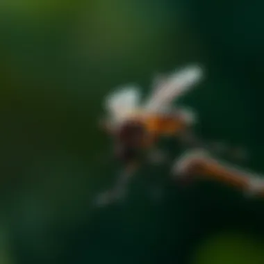 Notable Mosquito Management on Staten Island: In-Depth Strategies and Insights Notable Mosquito Management on Staten Island: In-Depth Strategies and Insights