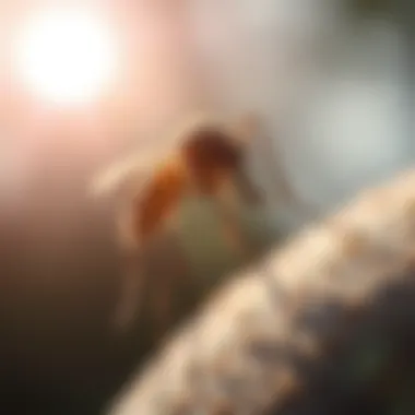 Mosquito Management on Staten Island: In-Depth Strategies and Insights Summary Mosquito Management on Staten Island: In-Depth Strategies and Insights Summary
